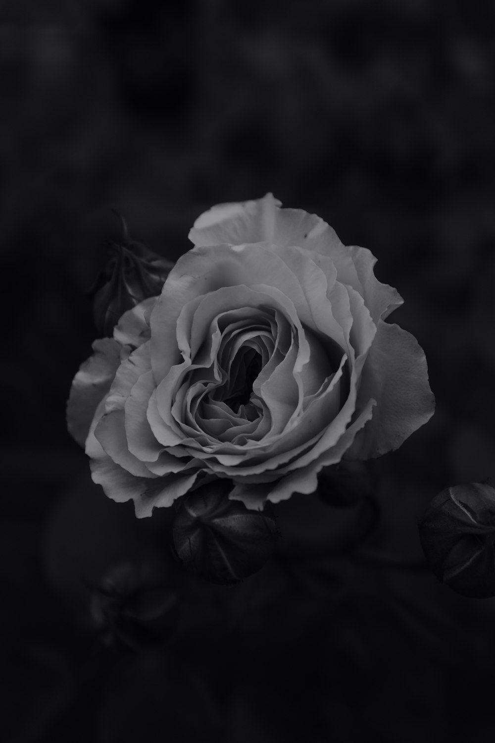 rose blanche sur fond noir photo – Photo Gris Gratuite sur Unsplash