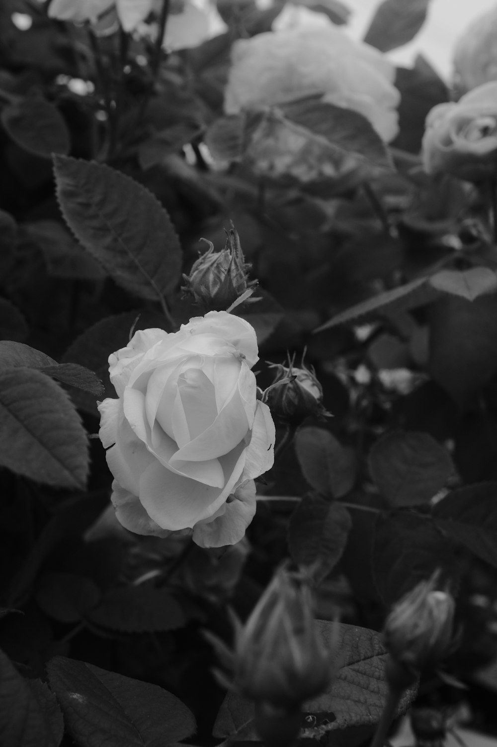 grayscale photo of a rose