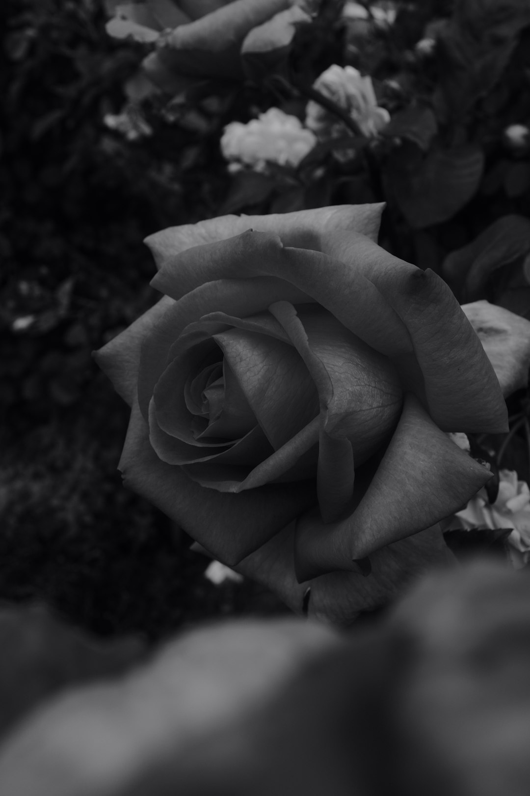 grayscale photo of rose flower