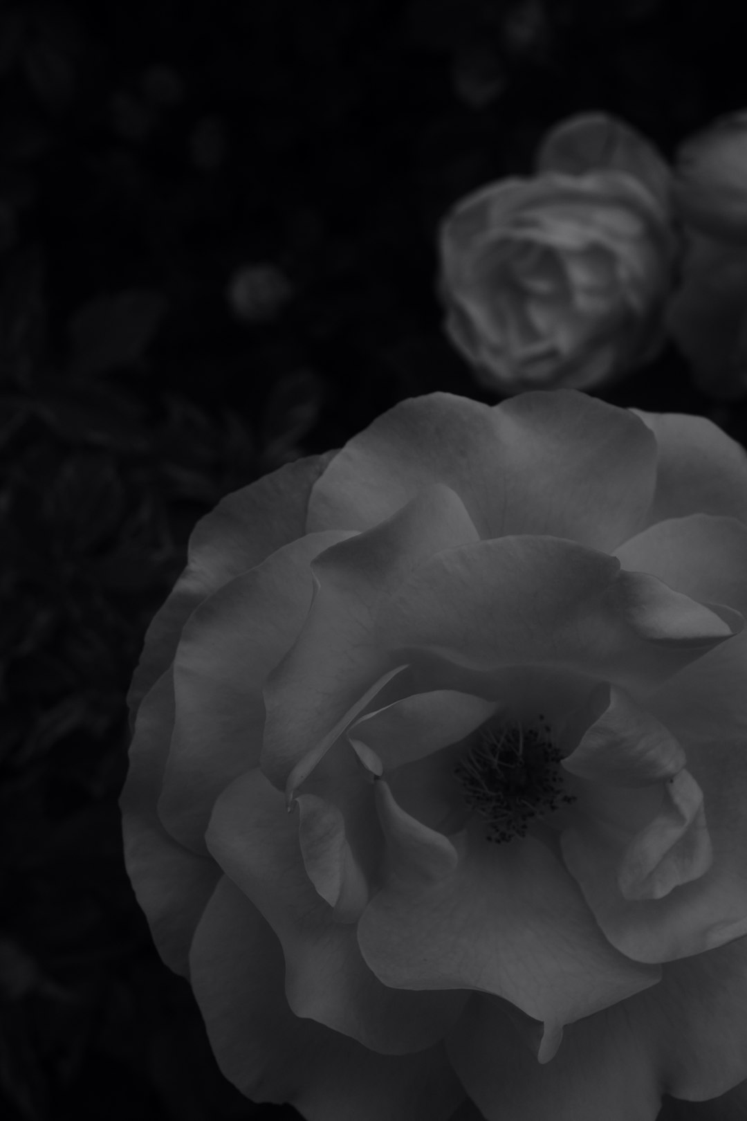 grayscale photo of flower with water droplets