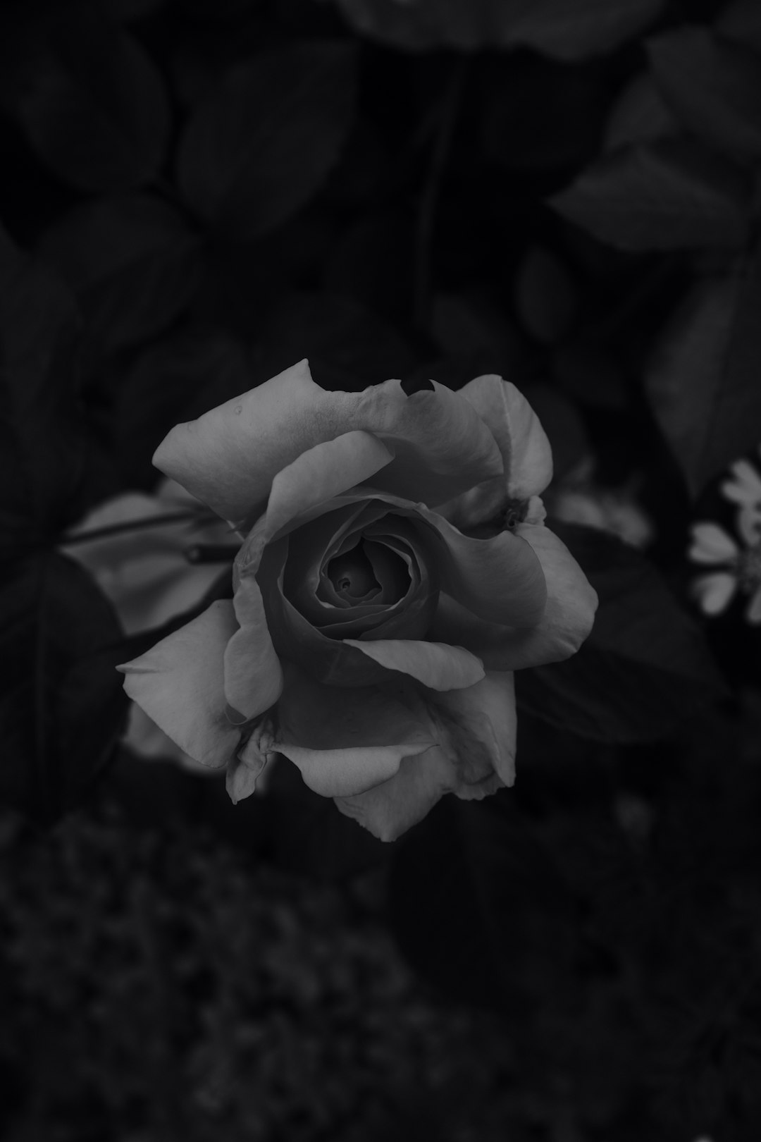 grayscale photo of rose flower