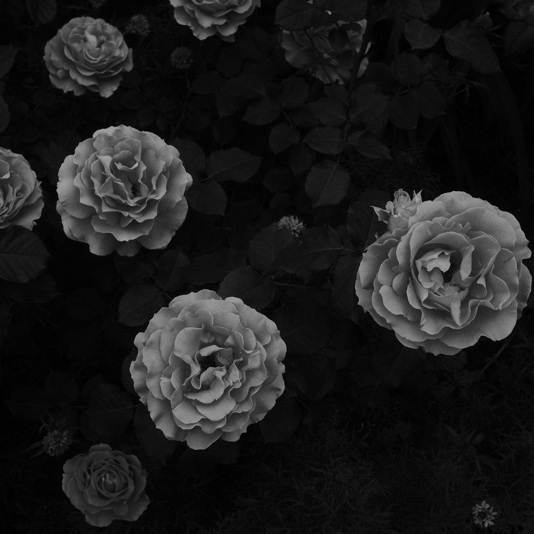 grayscale photo of roses in bloom