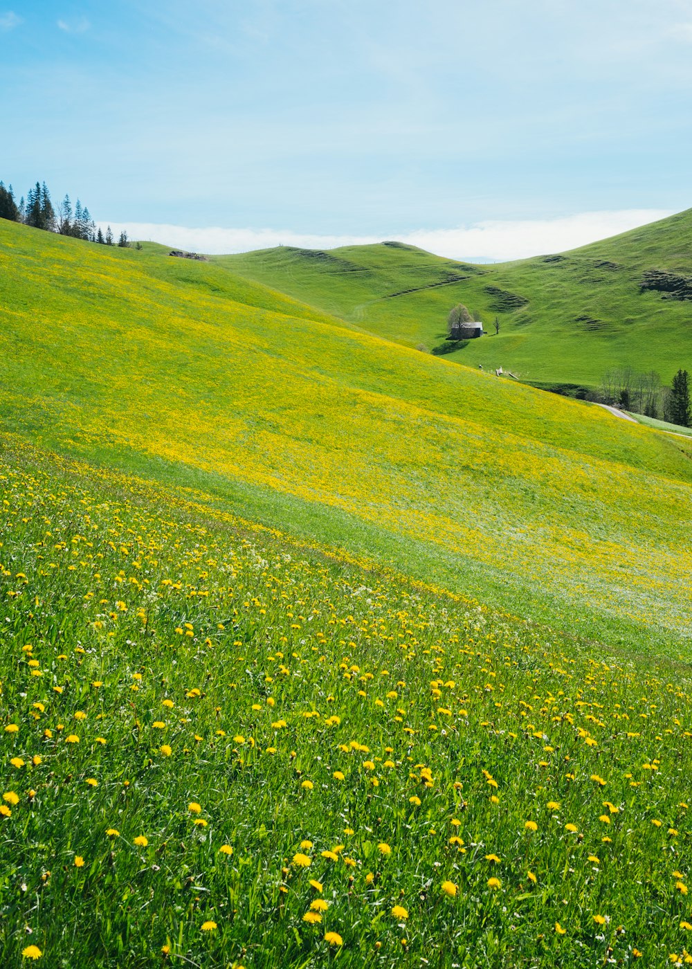 낮 동안 푸른 잔디밭 근처의 노란 꽃밭