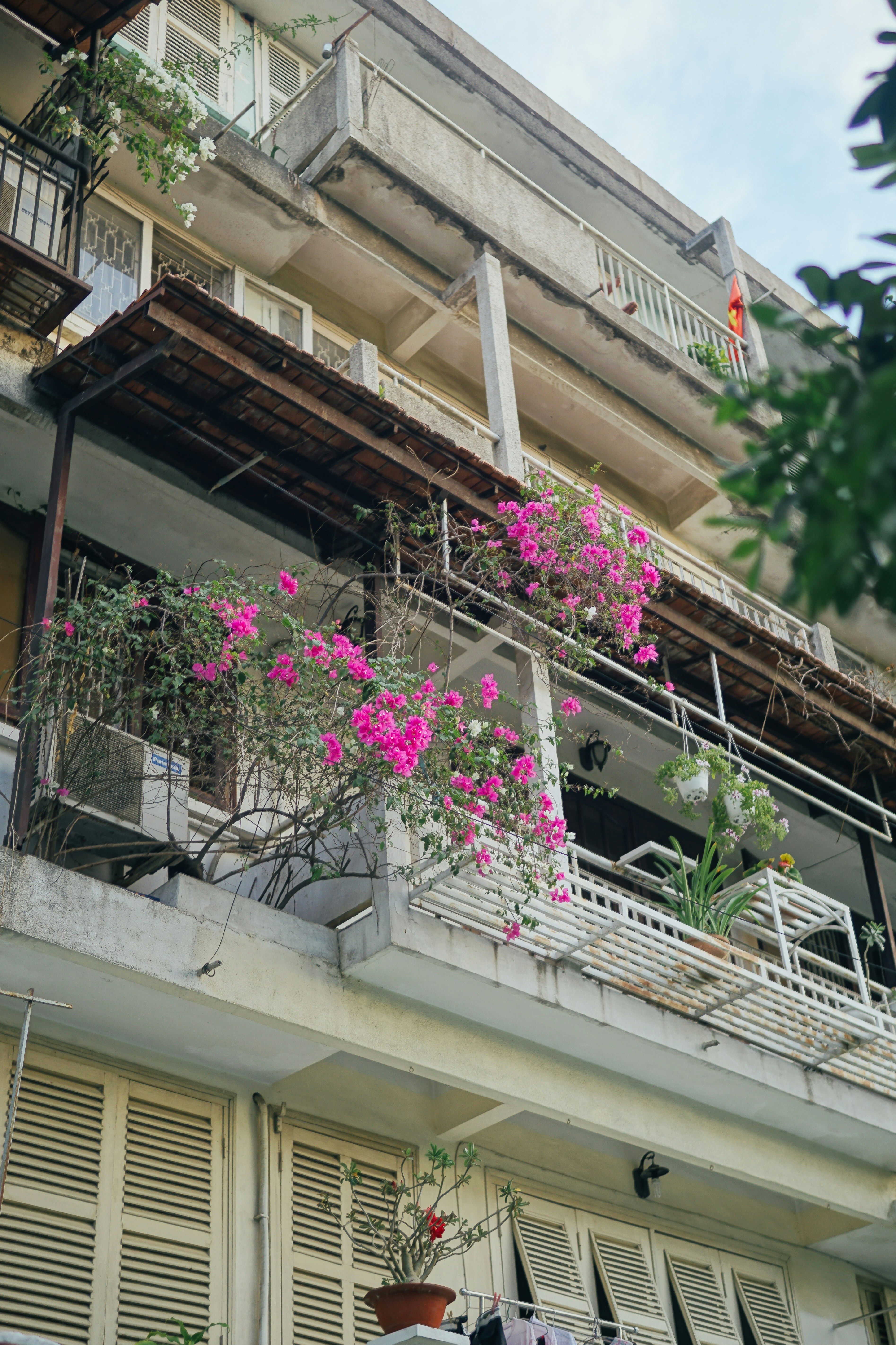 fleurs roses sur clôture en acier blanc