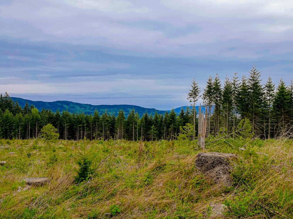 green trees on hill under cloudy sky during daytime