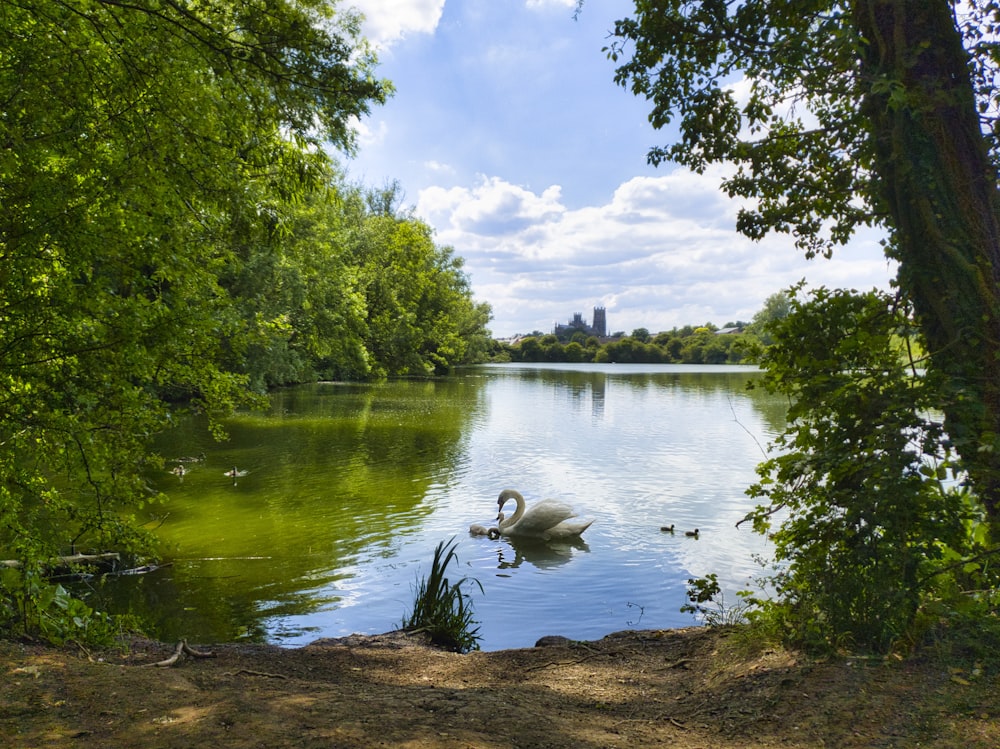 white duck on lake during daytime