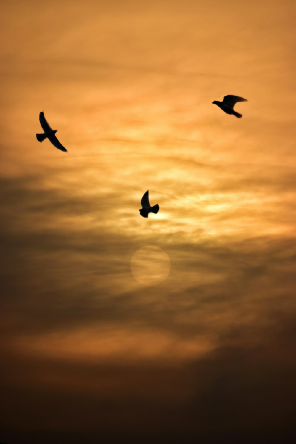 silhouette of birds flying during sunset