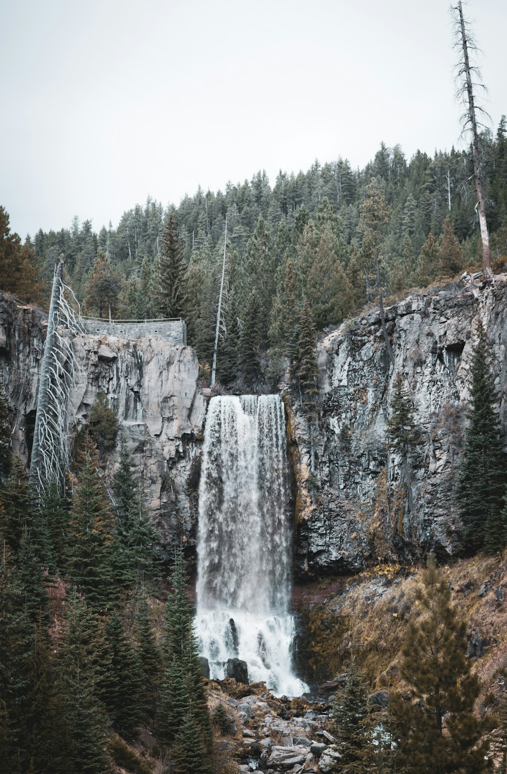 green pine trees on rocky mountain