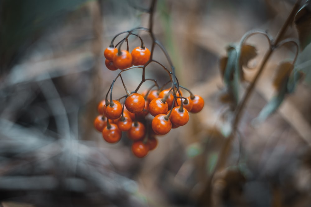 orange round fruits in tilt shift lens