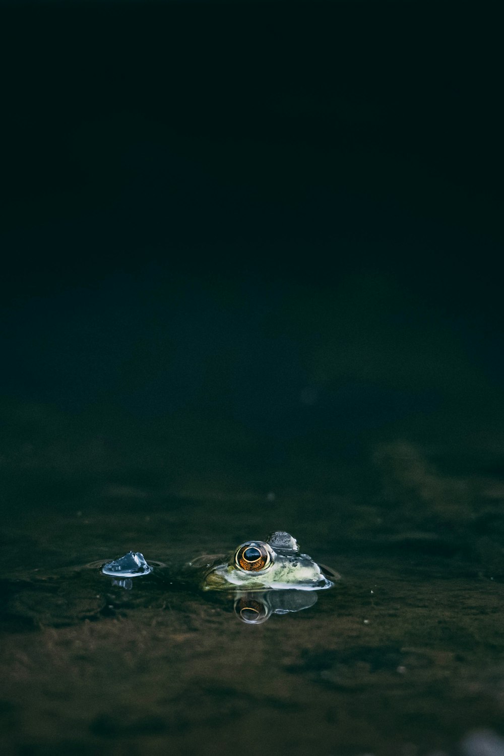 水上の白と青のボート