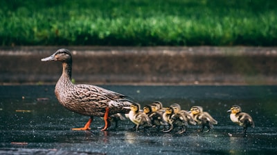 brown duck on gray concrete floor