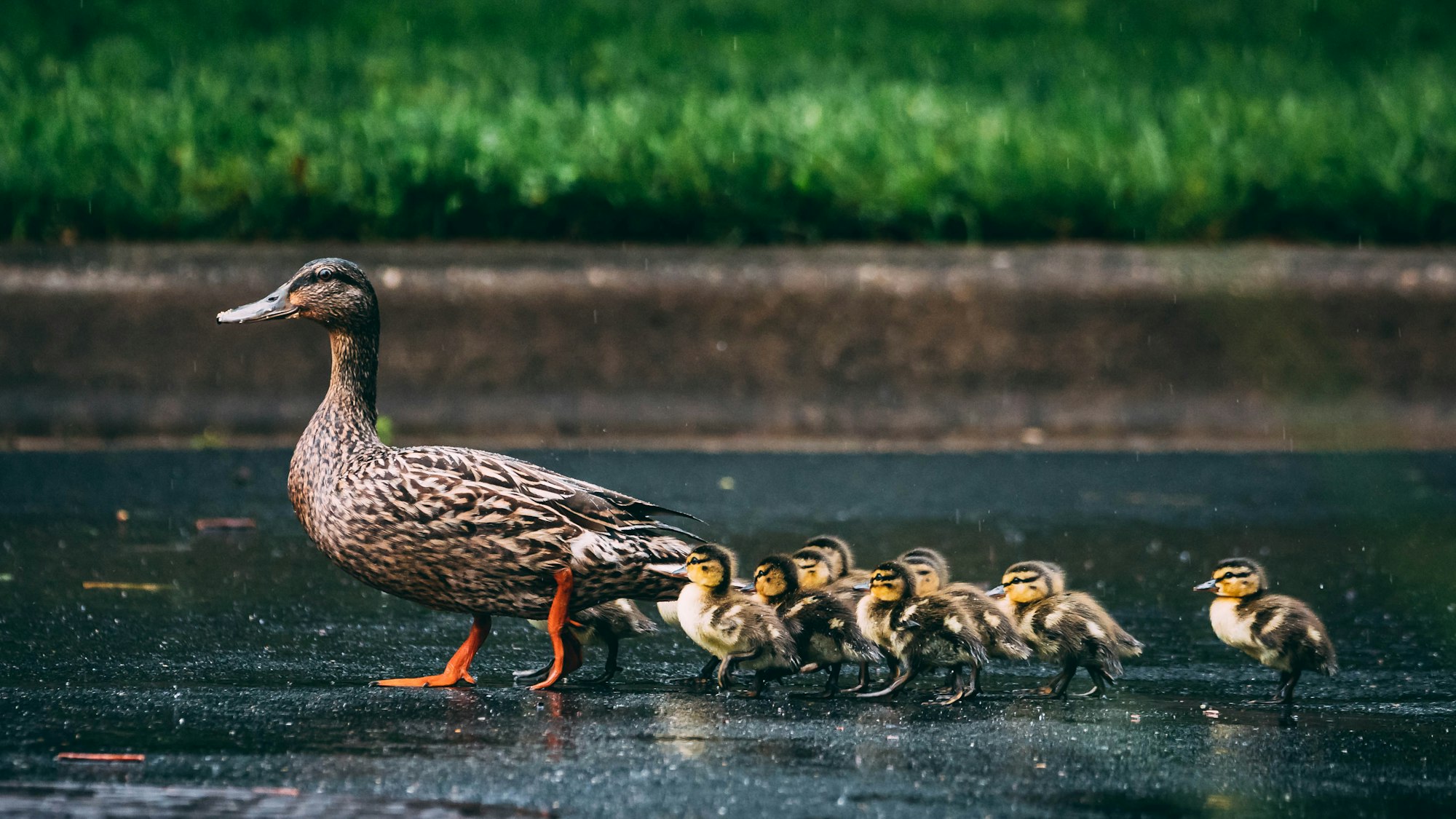 A duck walks across a path, followed by her chicks.