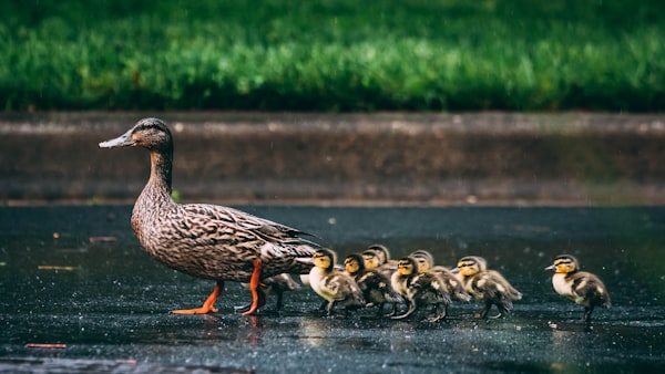 A duck walks across a path, followed by her chicks.