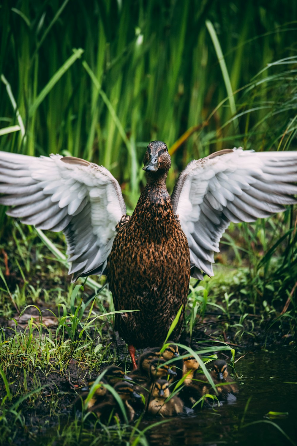 brown duck on green grass during daytime