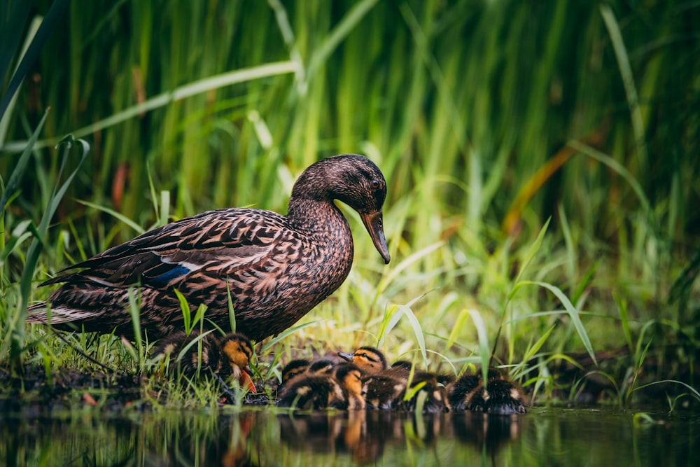 brown duck on water during daytime