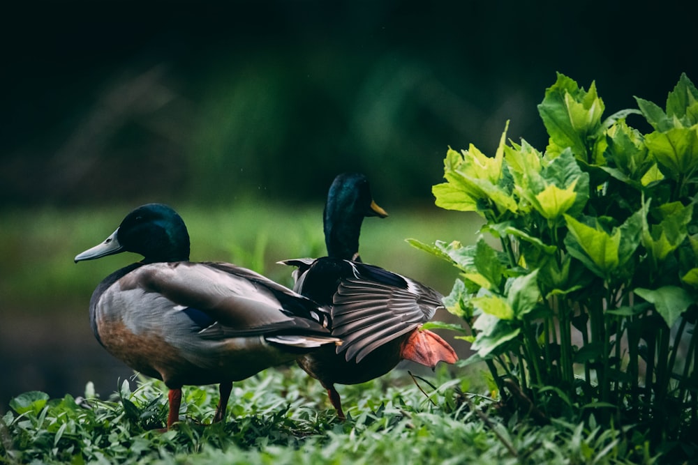three mallard ducks on green grass during daytime