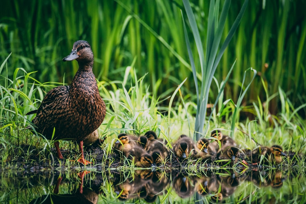 brown duck on green grass during daytime