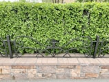 A well-maintained green hedge forms a backdrop behind an ornate black metal fence with swirling designs. The fence is mounted on a brick and stone base, adding a natural and structured look to the setting.