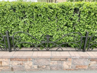 A well-maintained green hedge forms a backdrop behind an ornate black metal fence with swirling designs. The fence is mounted on a brick and stone base, adding a natural and structured look to the setting.