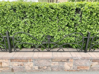 A well-maintained green hedge forms a backdrop behind an ornate black metal fence with swirling designs. The fence is mounted on a brick and stone base, adding a natural and structured look to the setting.