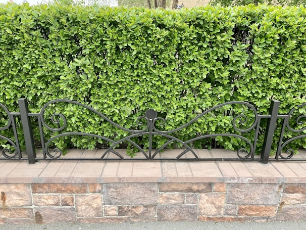 A well-maintained green hedge forms a backdrop behind an ornate black metal fence with swirling designs. The fence is mounted on a brick and stone base, adding a natural and structured look to the setting.
