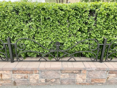 A well-maintained green hedge forms a backdrop behind an ornate black metal fence with swirling designs. The fence is mounted on a brick and stone base, adding a natural and structured look to the setting.