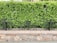 A well-maintained green hedge forms a backdrop behind an ornate black metal fence with swirling designs. The fence is mounted on a brick and stone base, adding a natural and structured look to the setting.