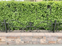 A well-maintained green hedge forms a backdrop behind an ornate black metal fence with swirling designs. The fence is mounted on a brick and stone base, adding a natural and structured look to the setting.
