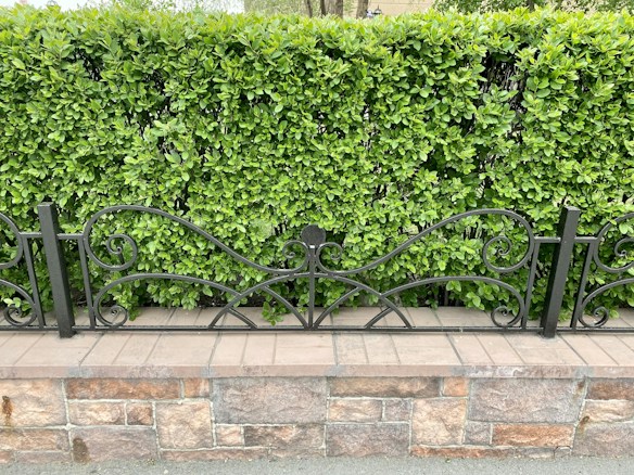 A well-maintained green hedge forms a backdrop behind an ornate black metal fence with swirling designs. The fence is mounted on a brick and stone base, adding a natural and structured look to the setting.