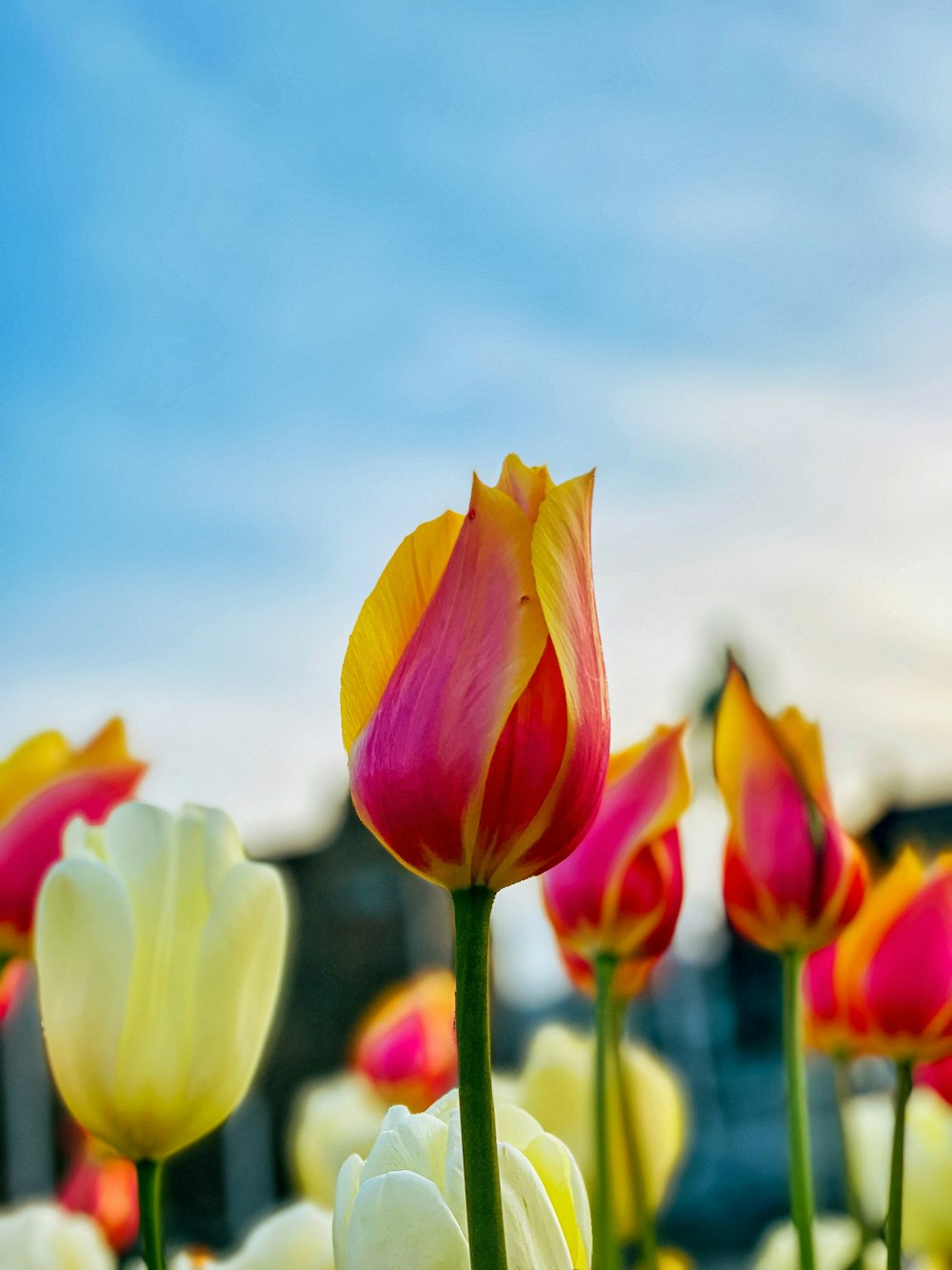Foto tulipanes amarillos y rojos en flor durante el día – Imagen Malmö  gratis en Unsplash