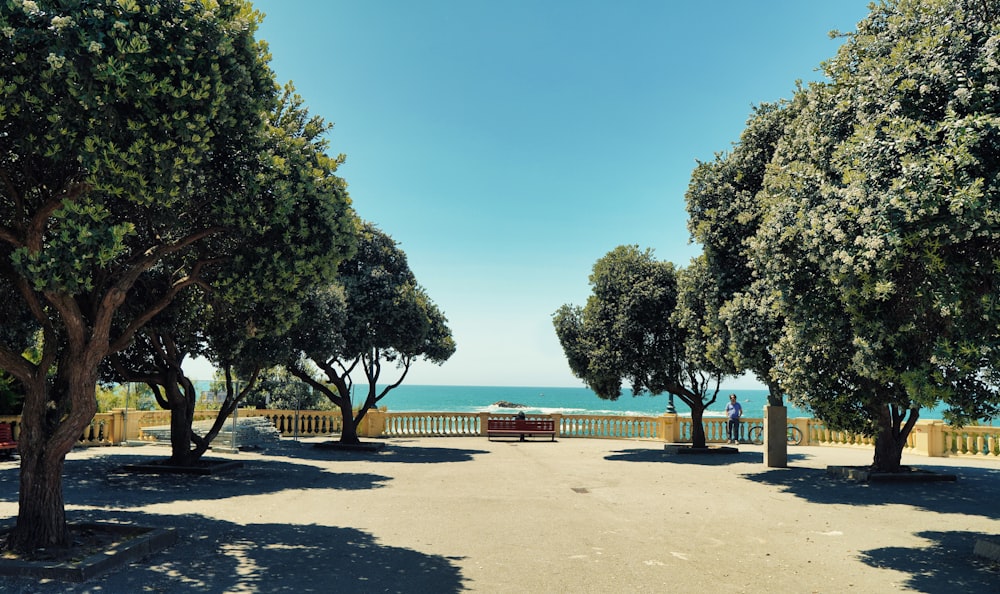 green trees near body of water during daytime