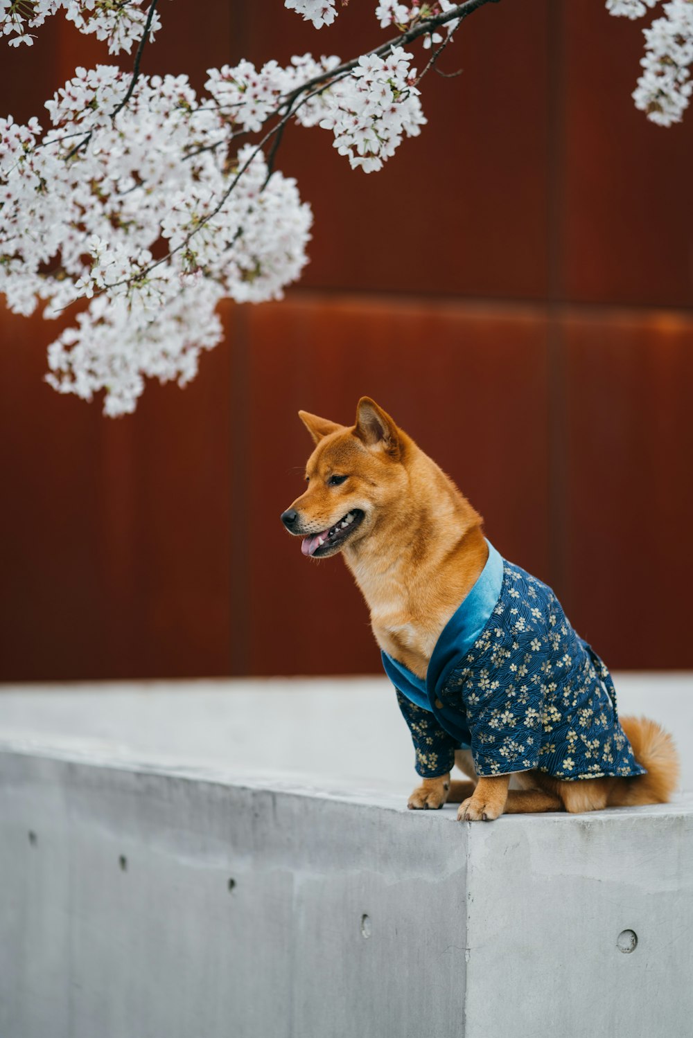灰色のコンクリートの表面に座っている青と白の花柄のドレスを着た茶色の短いコートの犬