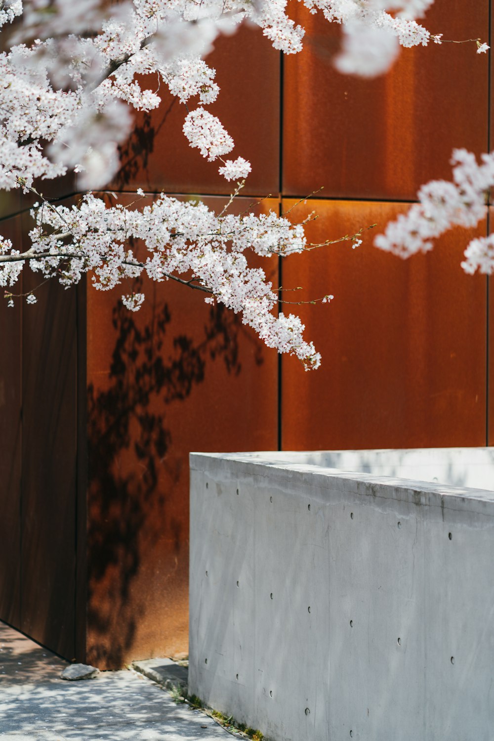 white flower on white concrete wall