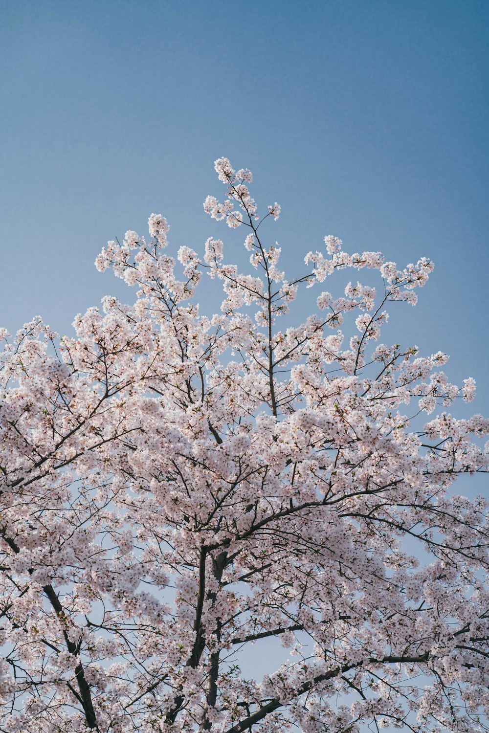 weiße Kirschblüte unter blauem Himmel tagsüber