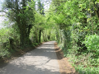 A winding country road flanked by tall trees with dappled sunlight filtering through.