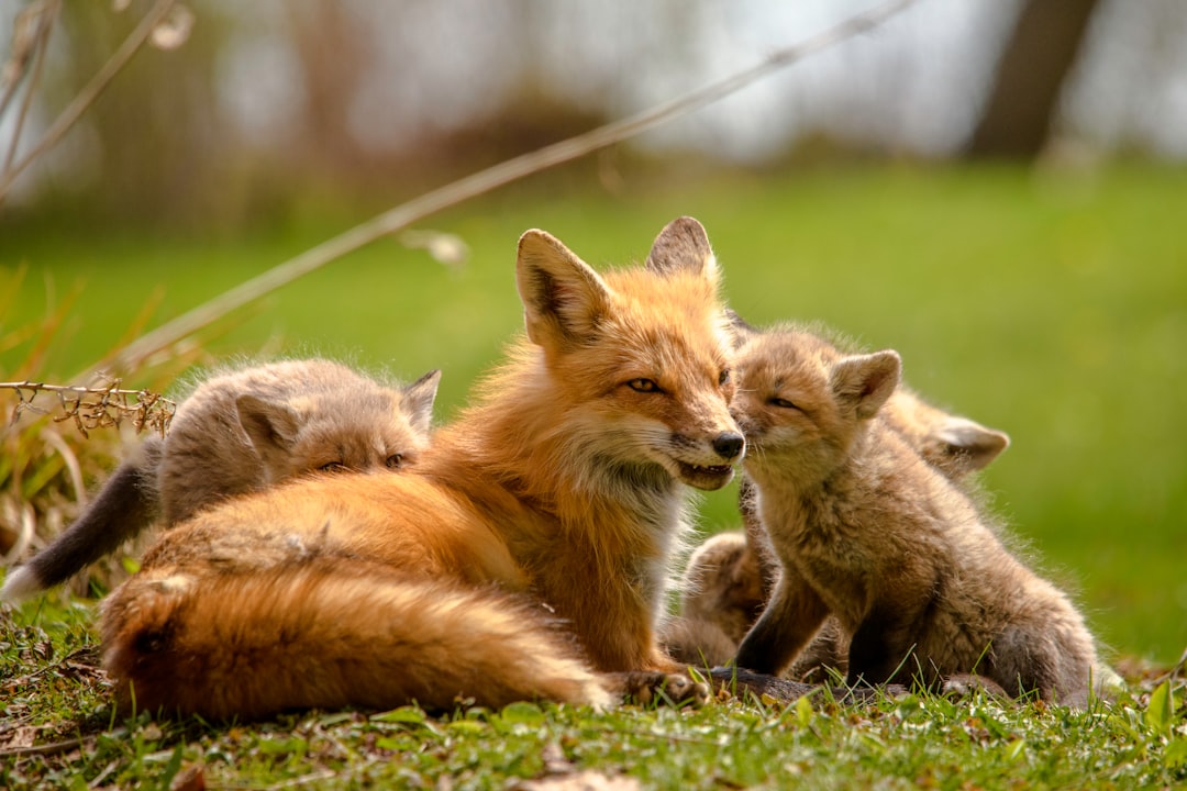 orange fox lying on green grass during daytime