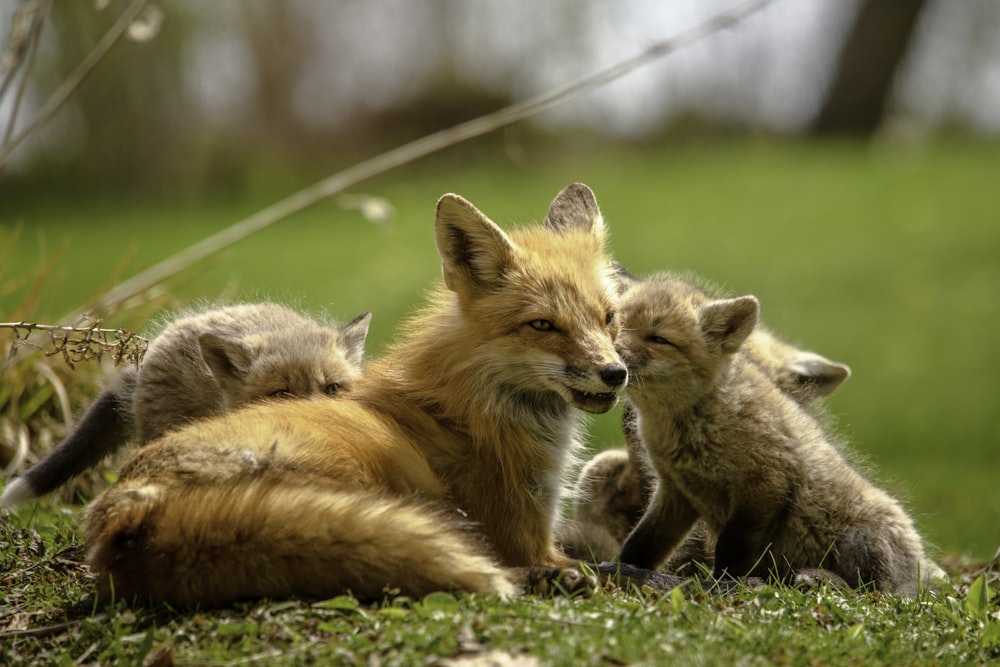 orange fox lying on green grass during daytime