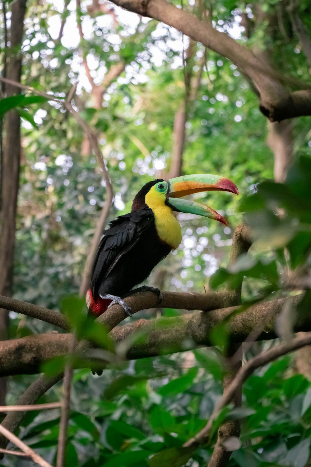 uccello nero, giallo e rosso sul ramo marrone dell'albero durante il giorno