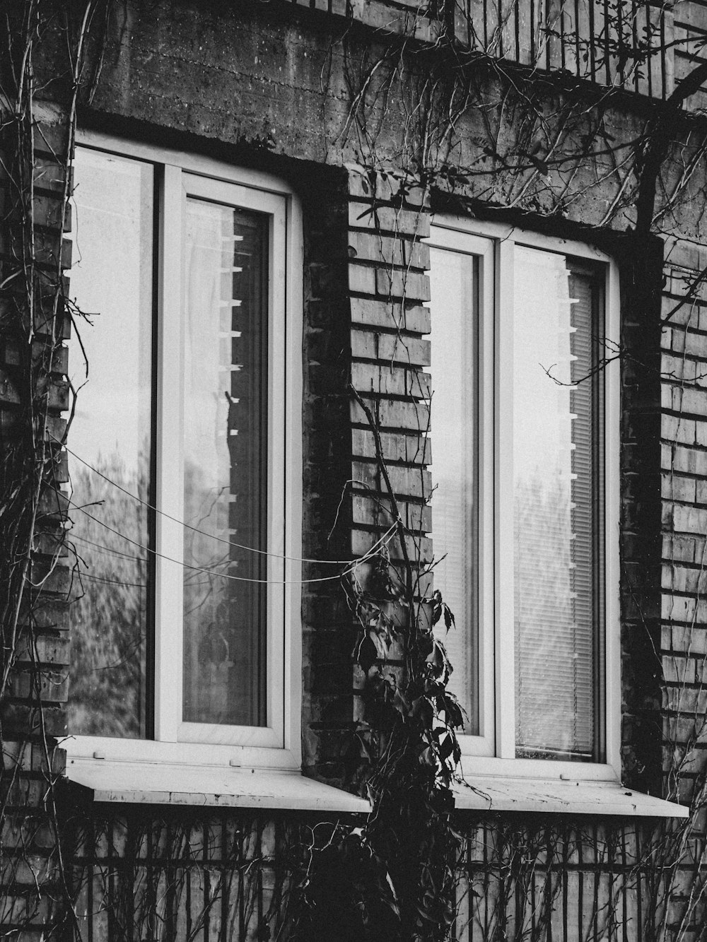 grayscale photo of potted plant near window