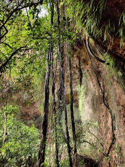 A lush forest scene featuring dense vegetation and long, vine-like roots hanging down from above. The area is bathed in natural light filtering through the canopy, with various shades of green leaves and some moss-covered surfaces. The scene conveys a sense of depth and the wild beauty of a natural environment.