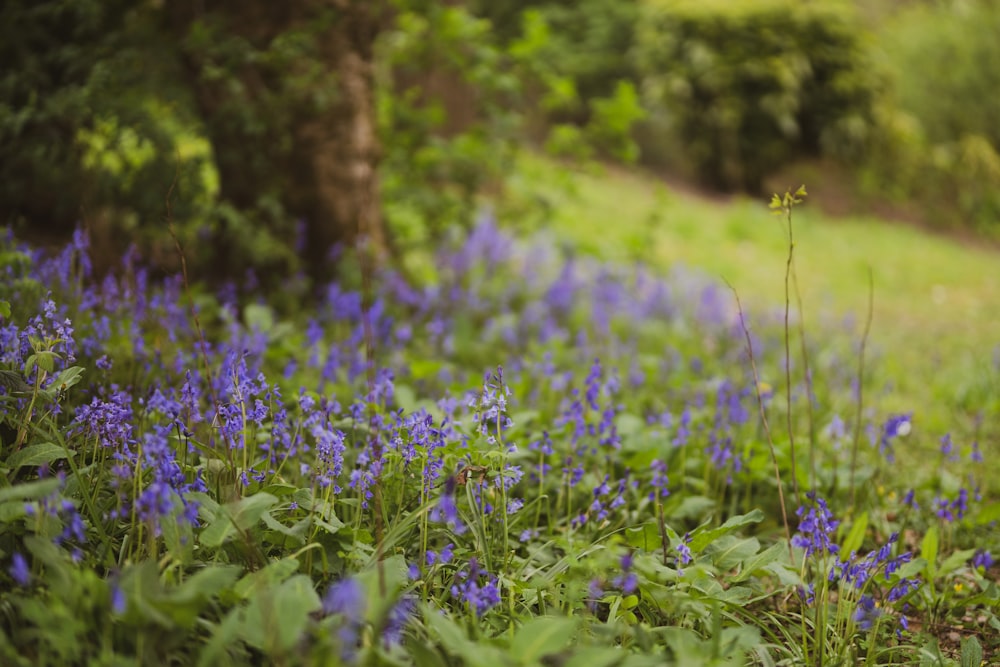 purple flower field during daytime