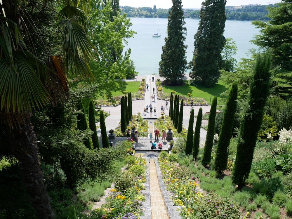 green trees near body of water during daytime