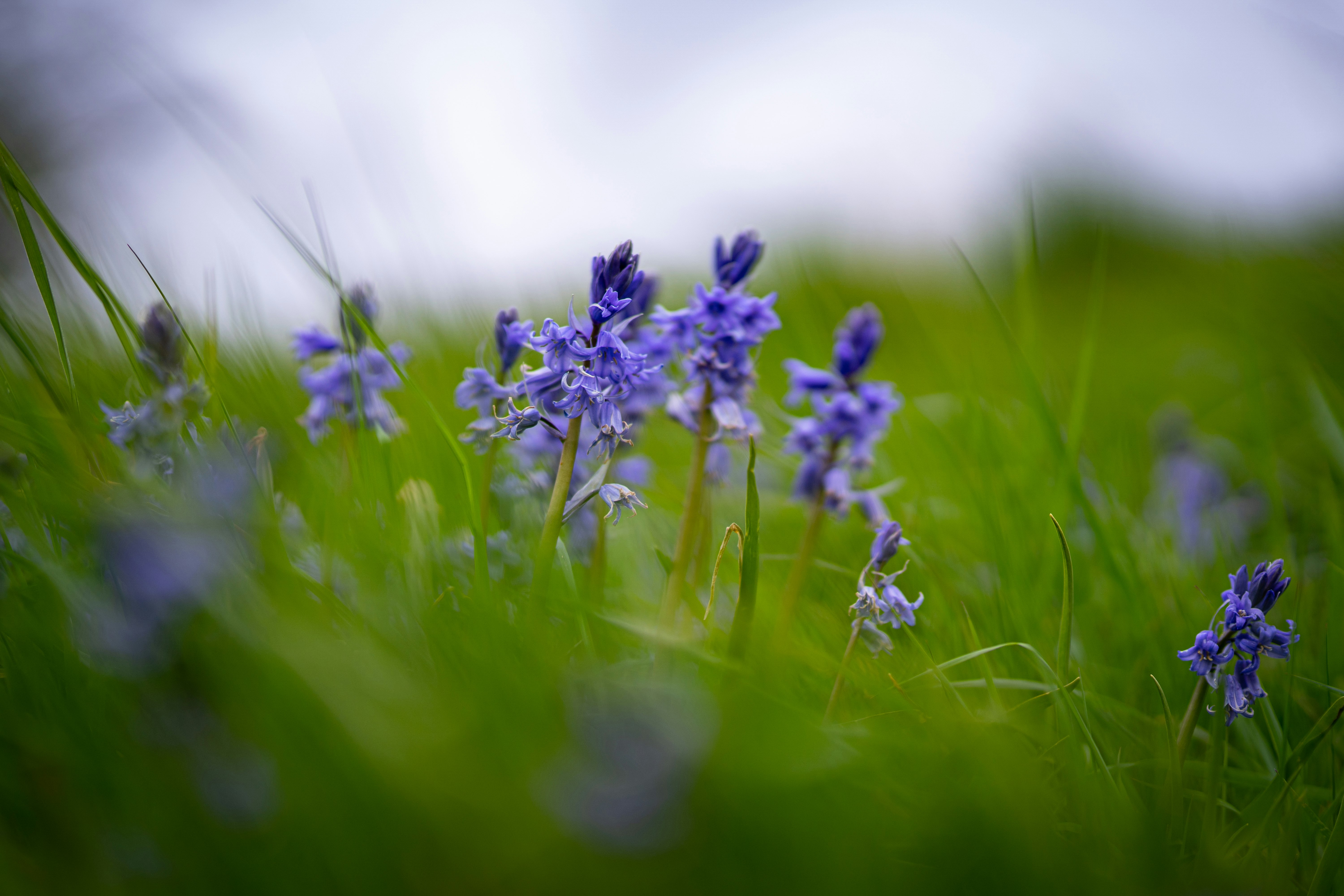 purple flower in green grass field