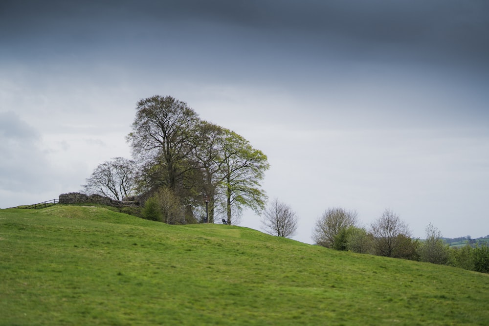 leafless tree on green grass field under gray sky