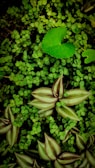 A lush array of green plants and leaves, featuring a mix of small, round leaves interspersed with larger striped ones. The bright green leaf in the center draws attention with its distinct shape amidst the densely packed foliage.