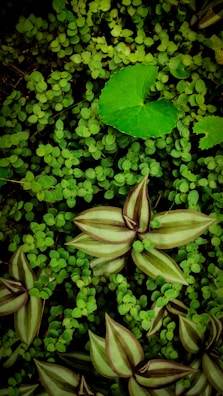 A lush array of green plants and leaves, featuring a mix of small, round leaves interspersed with larger striped ones. The bright green leaf in the center draws attention with its distinct shape amidst the densely packed foliage.