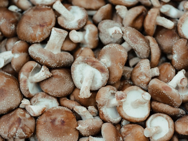 Brown and white mushrooms on brown wooden surface