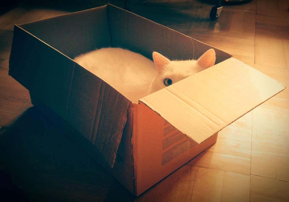 white cat on brown cardboard box