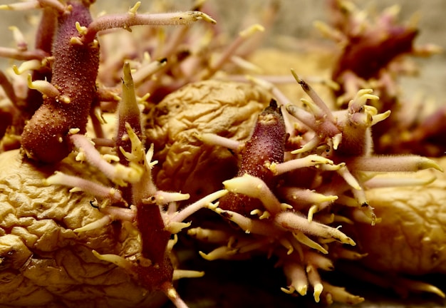 Close-up of sprouting potatoes with thick, spiky shoots emerging from the brown, wrinkled skins. The shoots appear robust and vibrant, with a mix of purple and yellow hues dominating the sprouts. The texture and detail highlight the natural growth process.