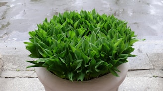 A round pot filled with lush green leaves sits on a paved surface. The leaves are dense and vibrant, indicating healthy growth. In the background, the ground appears wet, suggesting recent rain.